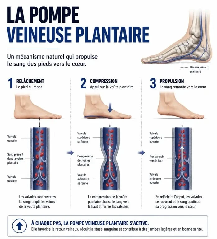 Schéma du mécanisme de la pompe veineuse plantaire pour le meilleur appareil de massage pieds circulation